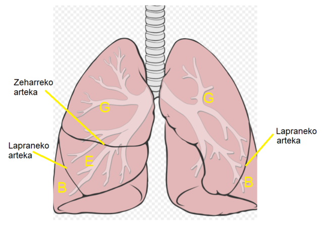 肺解剖図