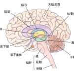 松果腺スピリチュアルな意味と性格