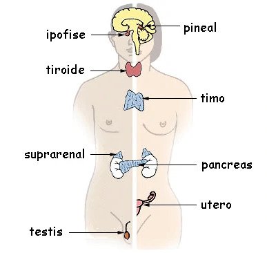 腺スピリチュアルな意味と性格