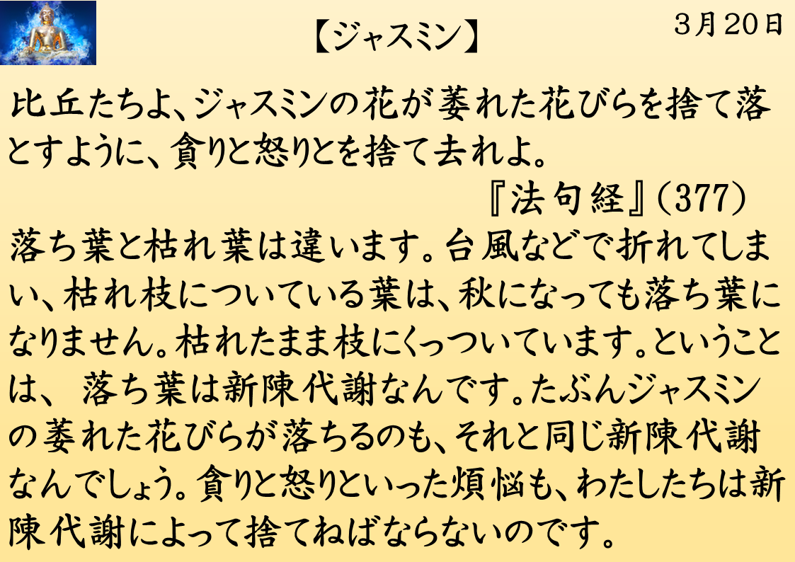 ジャスミン｜釈迦一日一言｜３月２０日